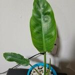 Philodendron martianum Hoja