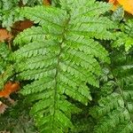 Polystichum braunii Hoja