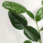 Citrus hystrix Leaf