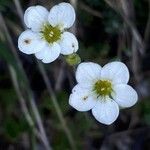 Saxifraga caesia Fula