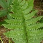 Dryopteris cristata Yaprak