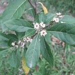 Gymnanthemum amygdalinum Leaf