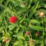 Rubus illecebrosus Fruit