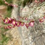 Rumex scutatus Flor