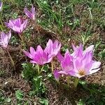 Colchicum speciosum Fleur