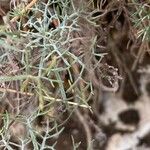 Artemisia alba Likasa