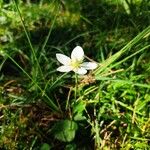 Parnassia palustris花