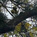 Juglans californica Frukt