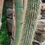 Cleistocactus micropetalus