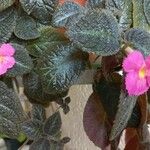 Episcia cupreataᱵᱟᱦᱟ