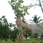 Arachis hypogaea Plante entière