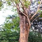 Canarium album बार्क (छाल)