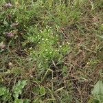 Conyza canadensis Хабит