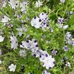 Nemophila maculata Floare