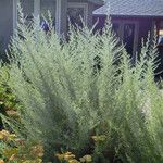 Artemisia californica Leht