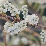 Tamarix mascatensis Flor