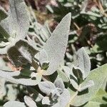 Cistus albidus Leaf