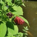 Hibiscus moscheutosFlor