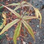 Hibiscus coccineus Leaf