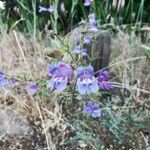 Penstemon laetusBlüte