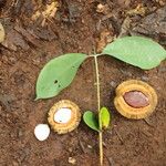 Irvingia excelsa Fruit