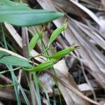 Angraecum calceolus Fruit