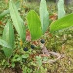 Polygonatum odoratum Fruitua