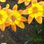 Bidens triplinervia Blomst