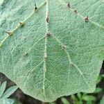 Solanum stramoniifolium Lehti