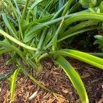 Albuca bracteata Hoja