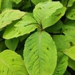 Persicaria virginiana Hoja