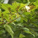 Baphia pubescens Λουλούδι