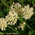 Allium subvillosum Floare