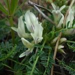 Astragalus genargenteus 花