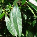 Barleria lupulina 叶