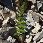 Dryopteris villariiLeaf