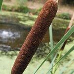 Typha latifolia Плод