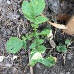 Solanum tuberosum Folha
