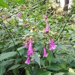 Strobilanthes hamiltoniana Flor
