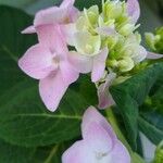 Hydrangea macrophyllaBlomst