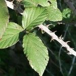 Rubus adscitus Folha