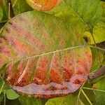 Cotinus coggygria Leaf