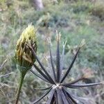 Bidens subalternans Vrucht