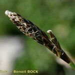 Carex sempervirens Mosusu