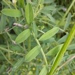 Vicia eriocarpa Deilen