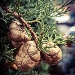 Cupressus sempervirens Gyümölcs