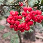 Sorbus aucupariaFruit