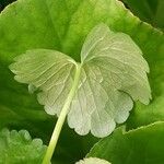 Ranunculus muricatus Leaf