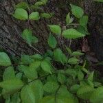 Aralia spinosa Blatt