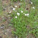 Valeriana californica ᱛᱟᱦᱮᱸ